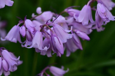 Bahçedeki güzel çiçekler