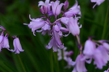 Güzel çiçekler, çiçek konsepti