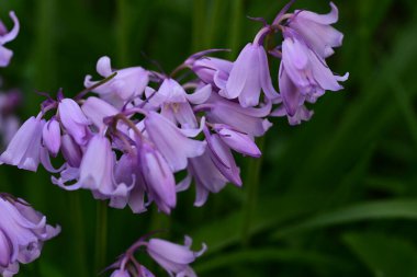 Gündüzleri açan muhteşem çiçeklere yakın.