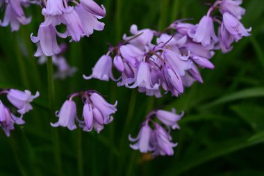 Mor sümbül çiçeği. bahar.