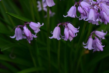 Bahçedeki güzel çiçekler.