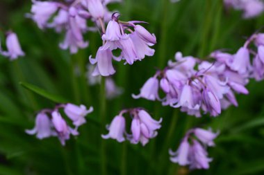 Bahçedeki güzel çiçekler