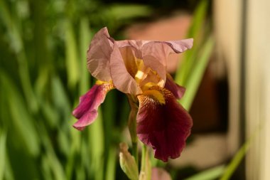 Güneşin arka planında güzel bir iris çiçeği