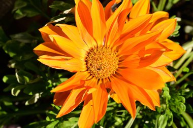 Bahçedeki güzel turuncu çiçek