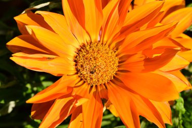 Bahçede açan parlak çiçeğin yakın görüntüsü