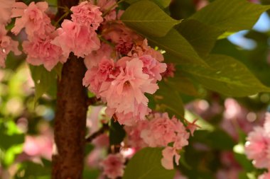 Bahçedeki güzel pembe çiçekler