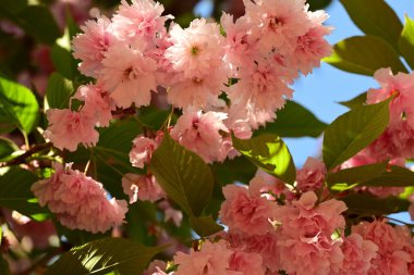 Bahçedeki güzel pembe çiçekler