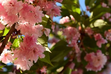 İlkbaharda kiraz çiçekleri, sakura