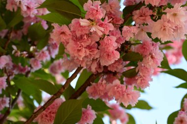 İlkbaharda açan güzel çiçekler