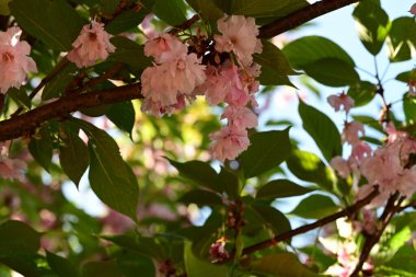 Bahçedeki güzel çiçekler