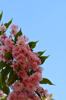 Güzel botanik fotoğrafı, doğal duvar kağıdı.