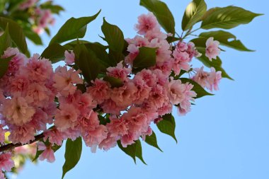 İlkbaharda kiraz ağacının güzel pembe çiçekleri