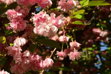 Bahçedeki güzel pembe çiçekler