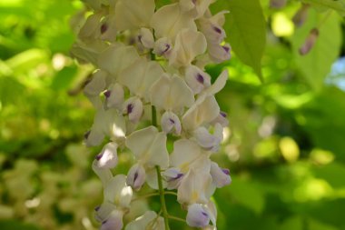 bahçede beyaz çiçek