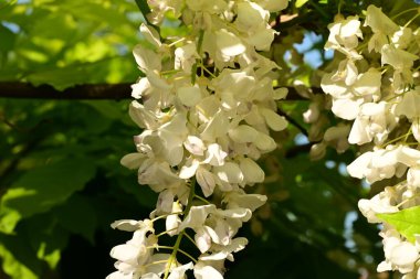 Bahçede açan beyaz ve leylak çiçekleri.