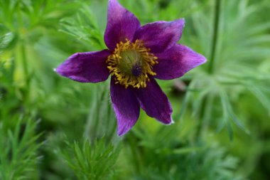 (Nemorsis anemone) (Nemorsis anemone) bahçesinde,.