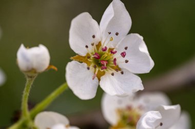 Beyaz arka planda elma çiçekleri