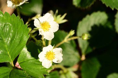 Bahçede beyaz çiçekler