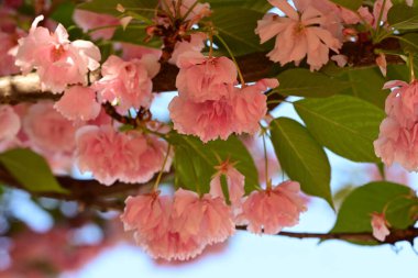 Çiçek açan pembe elma ağacının yakın görüntüsü