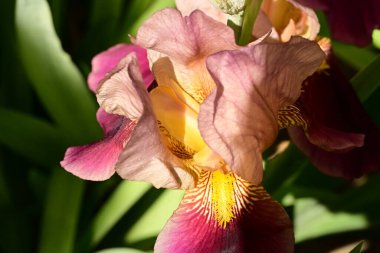 İris çiçeği, bahar çiçeği.