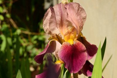 Yakın - çiçek açan güzel çiçeklerin manzarası