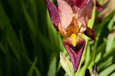 Güzel iris çiçeği, doğal arka plan.