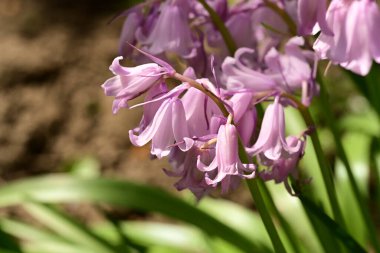 Kapatın güzel çiçekleri