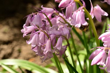 Bahçedeki güzel çiçekler