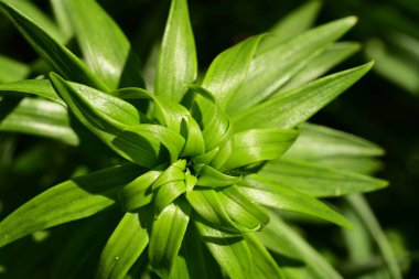 Bahçede yeşil yapraklar