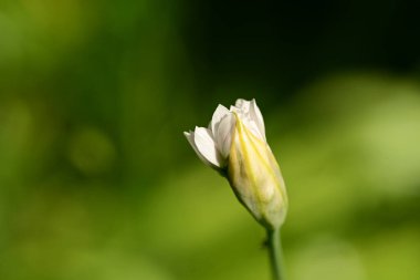 Bahçedeki güzel çiçekler