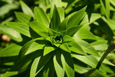 Bahçedeki güzel çiçekler