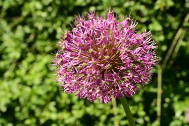 yeşil bir arka plan üzerinde güzel mor çiçekler.