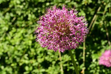 Alyonun mor çiçekleri