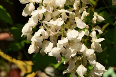 Bahçedeki beyaz yasemin çiçekleri, Tayland