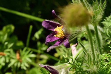 Güneş ışığındaki mor çiçeklerin seçici odak noktası.