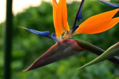 Bahçedeki güzel çiçek