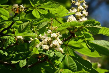 Bahçede beyaz çiçekler