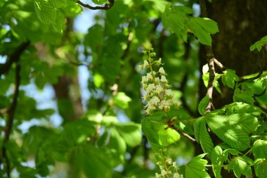 Parkta yeşil yapraklar