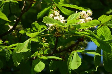 bir ağaç dalında yeşil yapraklar