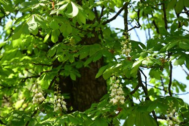 Yeşil kestane ağacı yaprakları