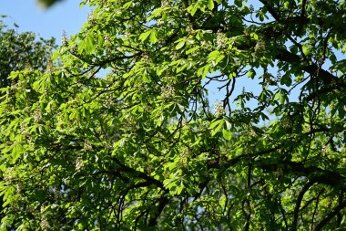 Ağaçtaki yeşil yapraklar