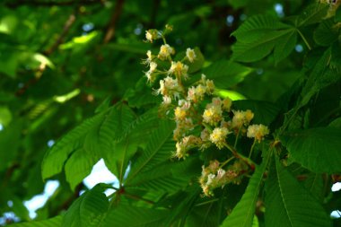 Güzel botanik fotoğrafı, doğal duvar kağıdı.