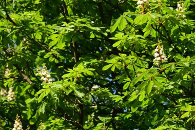 Parktaki bir ağacın yeşil yaprakları