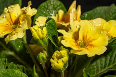 Çuha çiçeğinin çiçekleri.