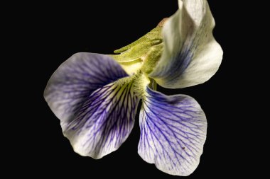 Siyah arkaplanda iris çiçeği