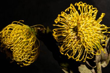 Yakın - güzel sarı çiçek manzarası