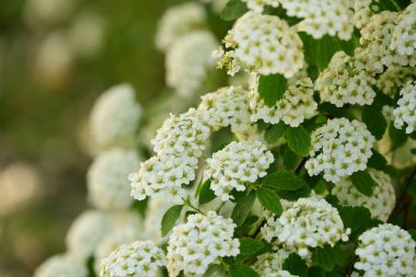 Bahçede beyaz çiçekler