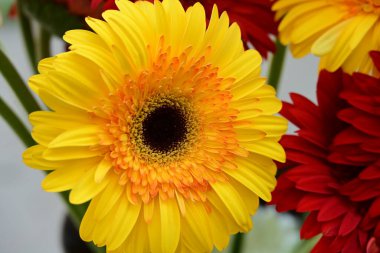 Sarı ve kırmızı Gerbera çiçekleri bahçede