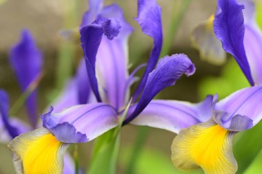 Bahçedeki güzel iris çiçeklerine yakın çekim