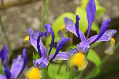 Bahçedeki güzel iris çiçeklerine yakın çekim